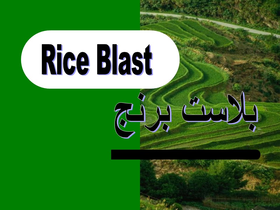 پاورپوینت بیماری بلاست برنج (Rice Blast)-علائم و پیشگیری